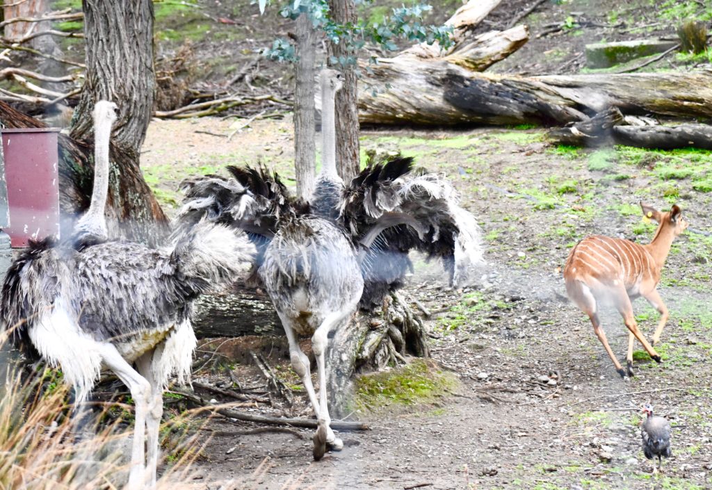 Ostriches and an antelope in Wellington, New Zealand remind one that animal idioms, animal names, and animal traits inspire everyday language, including wordplay. (Image © Joyce McGreevy)