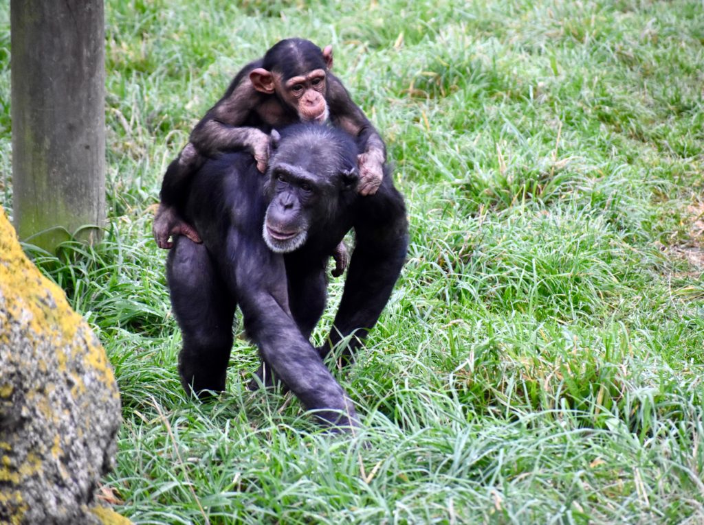 A mother and baby chimp in Wellington, New Zealand remind one that animal idioms, animal names, and animal traits inspire everyday language, including wordplay. (Image © Joyce McGreevy)