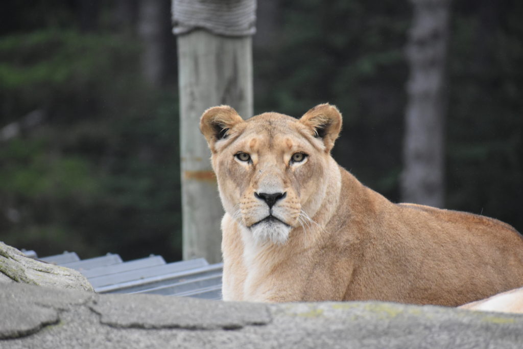 A lion in Wellington, New Zealand reminds one that animal idioms, animal names, and animal traits inspire everyday language, including wordplay. (Image © Joyce McGreevy)