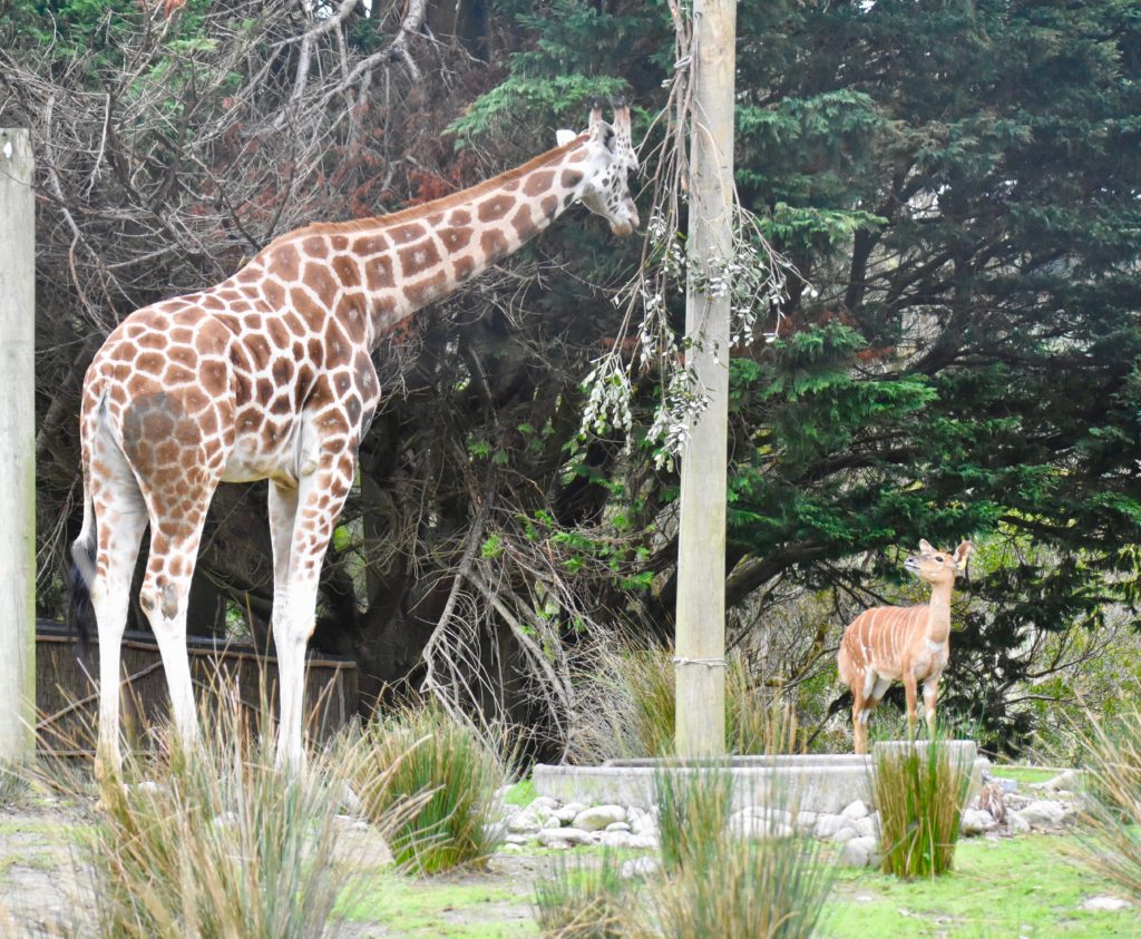 A giraffe and an antelope in Wellington, New Zealand remind the writer that animal names, idioms, and terms, such as Giraffe Language, influence everyday language. (Image © Joyce McGreevy)