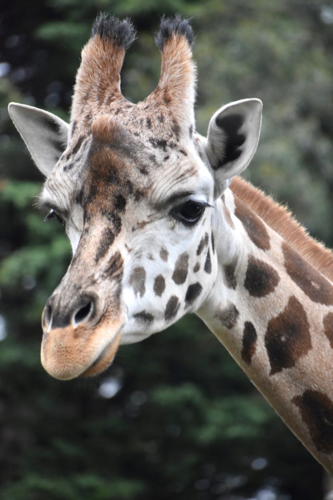 A giraffe in Wellington, New Zealand reminds the writer that animal names, idioms, and terms, such as Giraffe Language, influence everyday language. (Image © Joyce McGreevy)