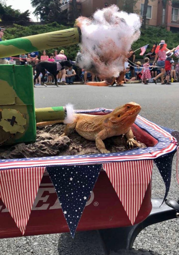 A lizard in a pet parade in Bend, Oregon reminds one that animal idioms, names, and traits inspire everyday wordplay. (Image © Carolyn McGreevy)