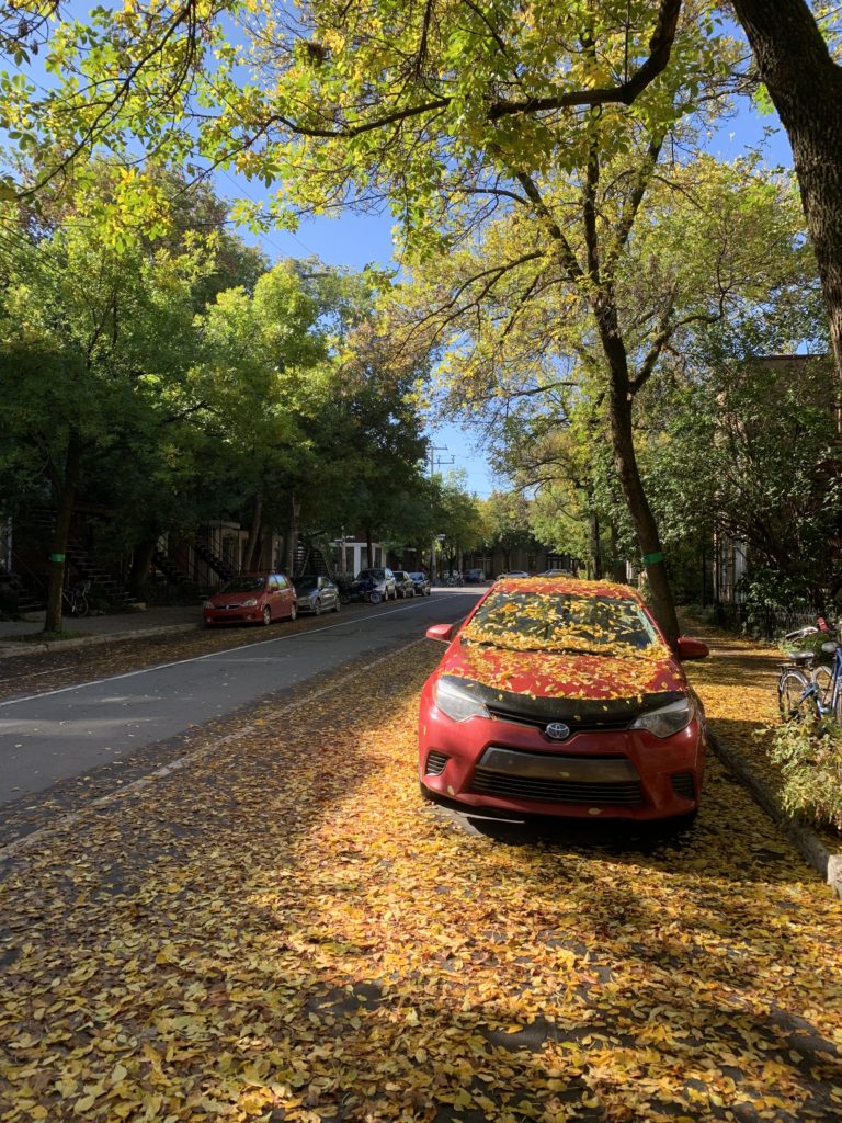 Autumn leaves covering a city street humorously suggest that nature’s presence is a reminder to apply creative problem-solving to urban spaces. (Image © Joyce McGreevy)