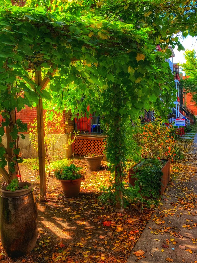 A ruelle verte, or green alley, in Montréal, Canada reflects creative problem-solving that helps the planet. (Image © Joyce McGreevy)
