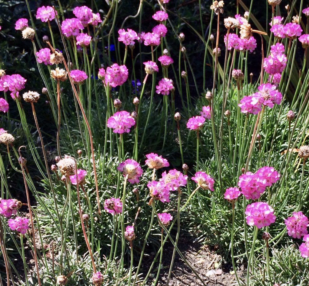 Chive blossoms reflect the delicate side of a pungent staple of world cuisine, onions. (Image © Joyce McGreevy)