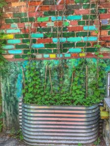 An old metal tub used as a planter and a wall of painted bricks on a ruelle verte in Montréal, Canada show how creative problem-solving through green alleys promotes recycling. (Image © Joyce McGreevy)