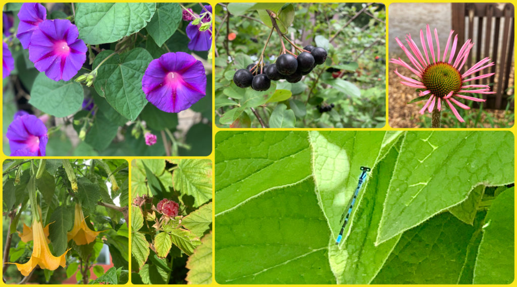 A collage of plants from a ruelle verte in Montréal, Canada shows how creative problem-solving through green alleys supports wildlife and biodiversity. (Image © Joyce McGreevy)