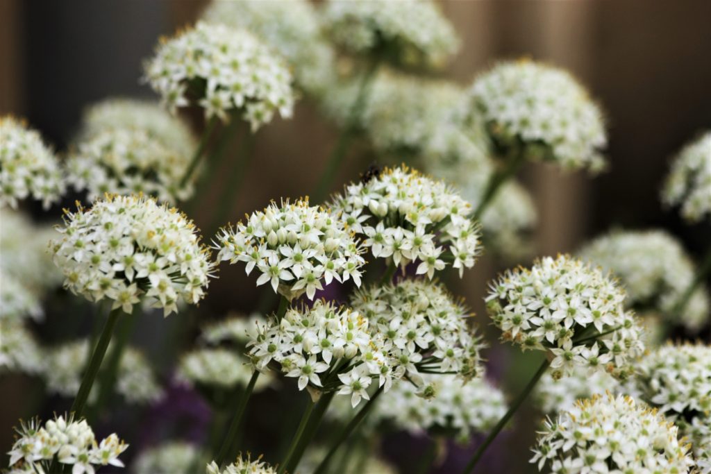 Allium flowers reflect the surprising beauty of a staple of every world cuisine, onions. (Image by Sheila Brown, CCO Public Domain)