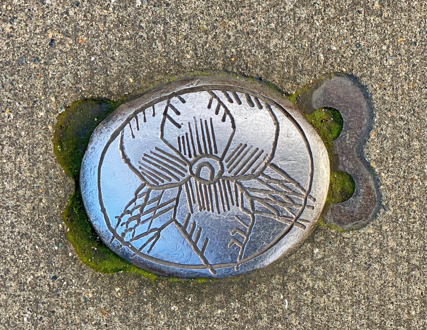 A silver token engraved with a flower gathers moss on Marchmont Street, a marker of history, unnoticed by most passersby. (Image © Joyce McGreevy)