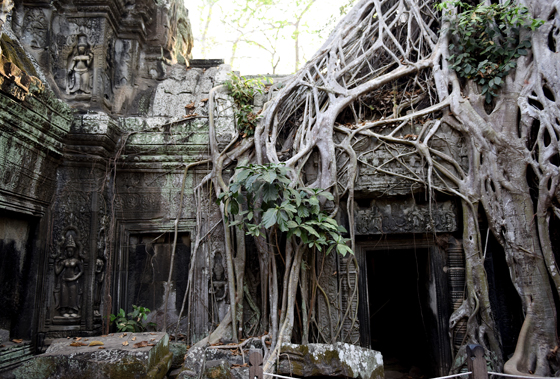 Ta Prohm Temple in Angkor, Siem Reap, Cambodia, one of the Angkor temples in one of the most amazing places on earth. (Image © Meredith Mullins.)