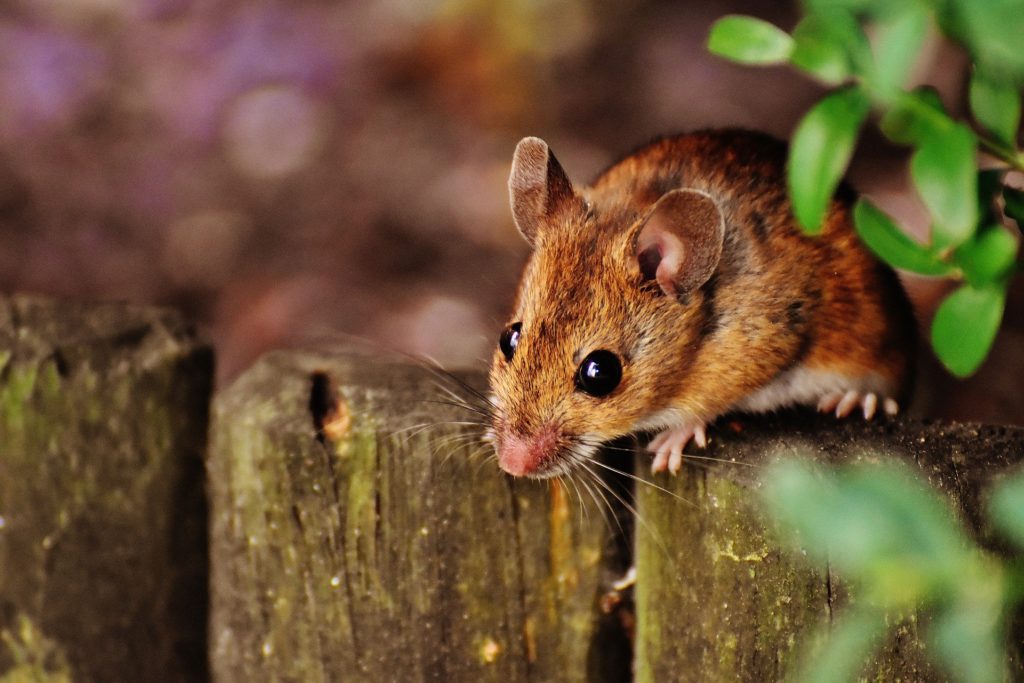 A mouse on a fence evokes a common expression in Irish English that might baffle American English speakers, suggesting that crossing cultures is like learning a second language. (Public domain image by Pixabay)