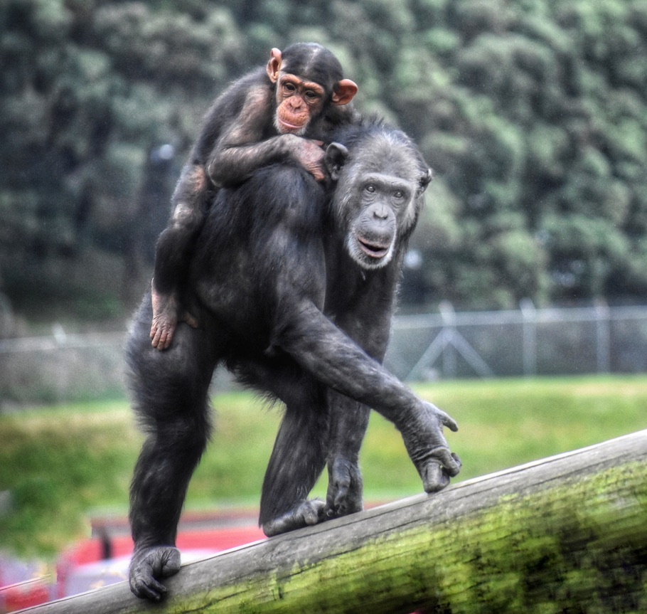 A baby chimp clinging to its mother evokes the British proverb, "Two thirds of help is to give courage,” a cultural saying that now seems like a quarantine quote about offering empathy and support during the pandemic. (Image © Joyce McGreevy)