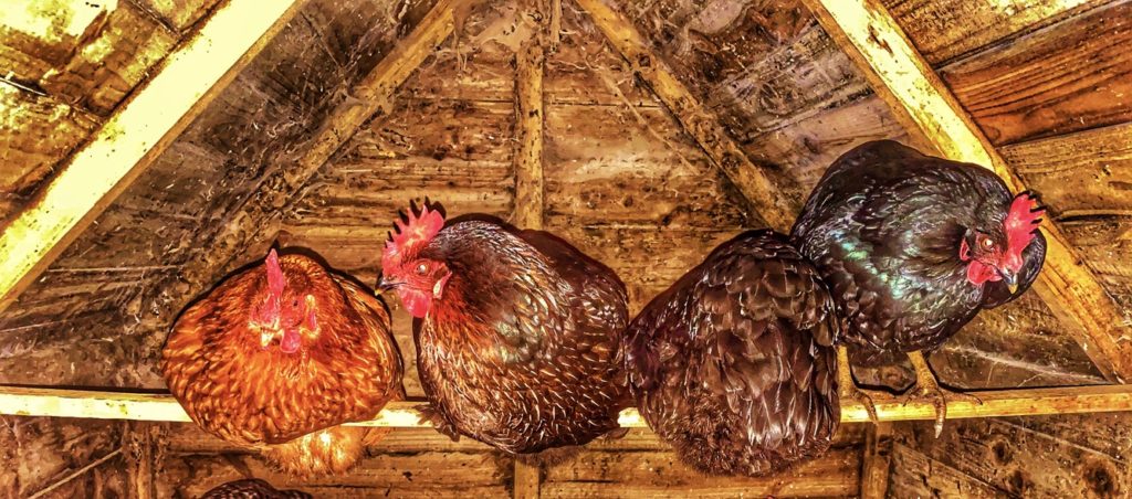 Chickens sharing a perch in a henhouse evoke the humorous side of cultural sayings like “There’s no place like home” and “The more the merrier,” which now seem like quarantine quotes for families "cooped up" in the pandemic lockdown. (Image © Joyce McGreevy)