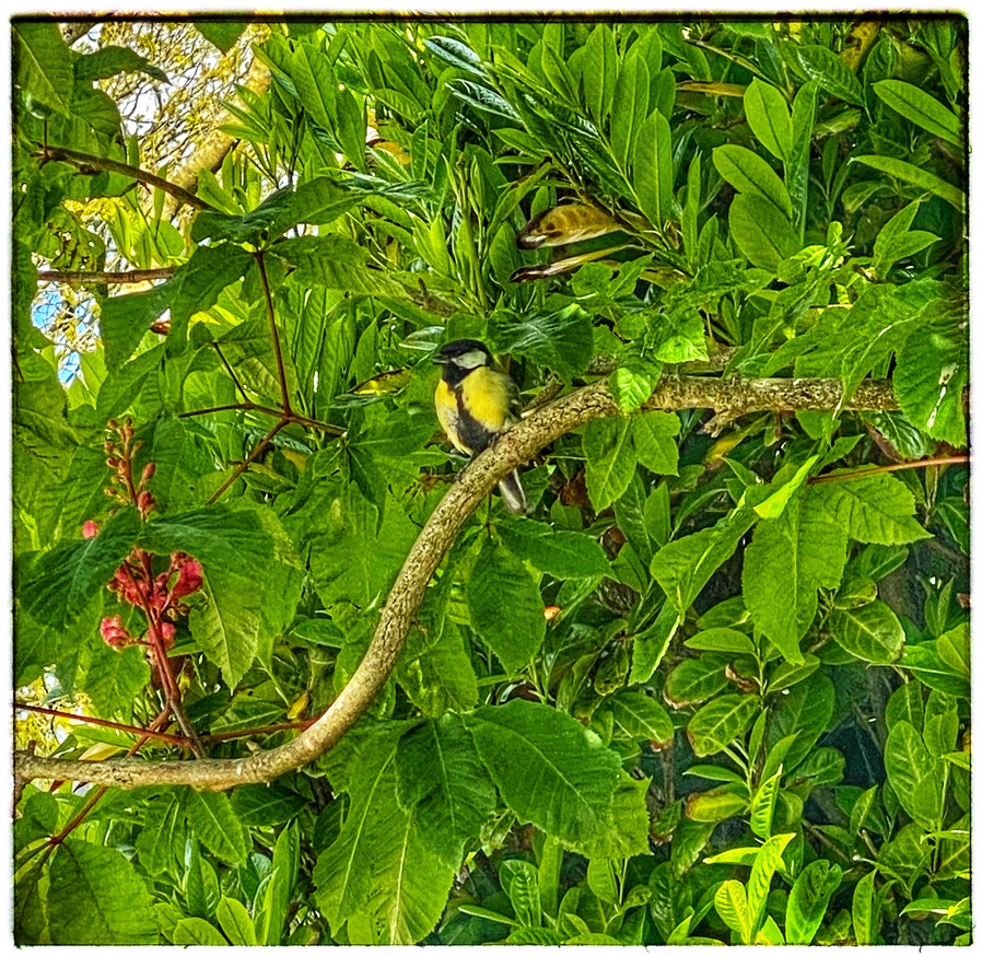 A finch in a tree evokes the Chinese proverb, "Make your heart a green tree, and a singing bird may come,” a cultural saying that has a taken on new relevance as a quarantine quote about hope and patience during the pandemic’s lockdown. (Image © Joyce McGreevy)