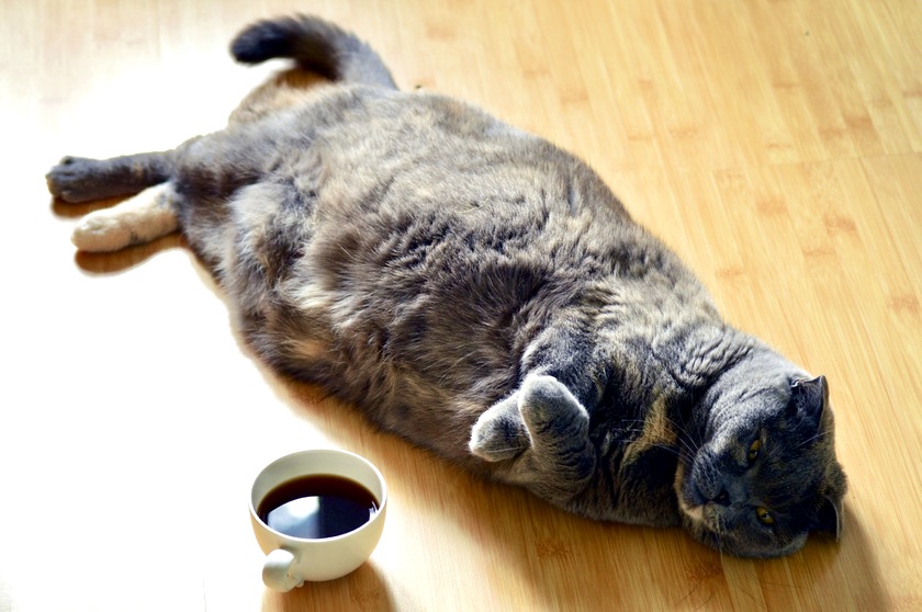 A sleepy cat beside a cup of coffee reminds a WFH writer of a Sicilian proverb about coffee, and other old sayings from around the world. (Image by quinntheisland/Pixabay)