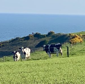 Cows in Ireland remind a remote learner to make math connections across cultures, such as to traditional Irish units of measurement. (Image © Joyce McGreevy)
