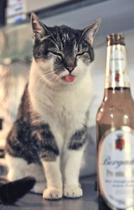 A cat with an adult beverage reminds a writer that some work from home habits are unhealthy and prompts a search of proverbs about work from around the world. (Public domain image)