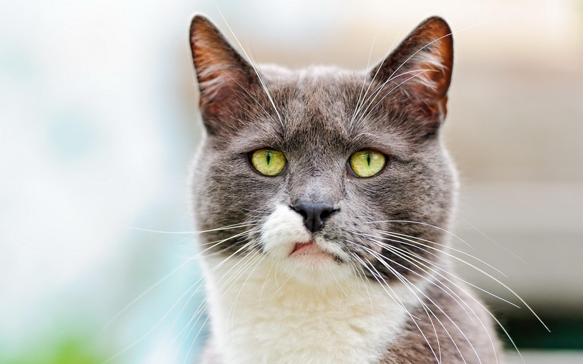 A cat looking annoyed evokes employees who dislike working from home and reminds a WFH writer of relevant proverbs about work from around the world. (Public domain image)