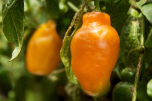 Rocoto chile peppers are a staple of Peruvian cuisine and culture, as featured on “In the Kitchen with OIC.” (Image © McKay Savage)