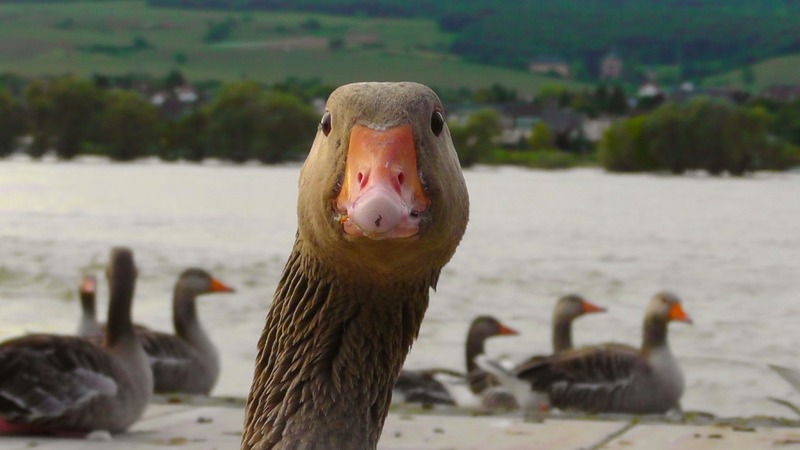 A duck that can quack suggests an instant language lesson in how to invent a word—use onomatopoeia. (Image by Pxhere)