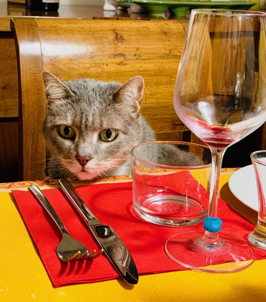 A cat in Ferrara, Italy call to mind the wordplay of an Italian idiom about swallowing a toad. (Image © Joyce McGreevy)