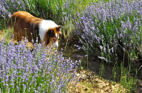 Dog smelling lavender in the French countryside showing the importance or rural heritage and the new sensory heritage law. (Image © Sheron Long.)