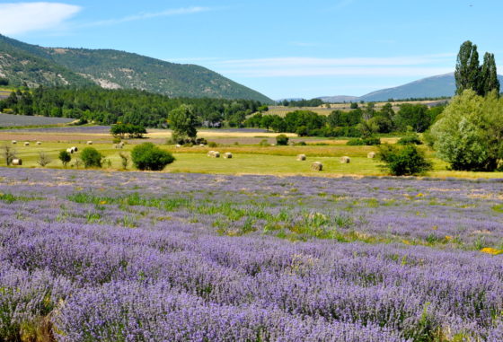 Lavender field and hay bales in the French countryside showing the importance of rural heritage and the new sensory heritage law. (Image © Sheron Long.)