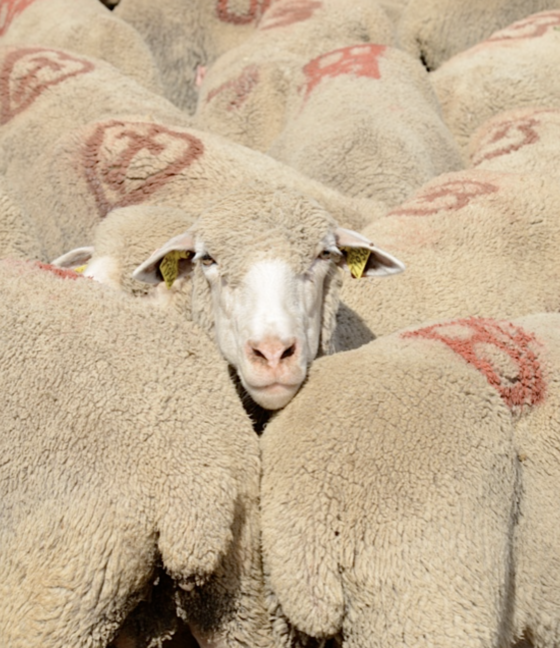 Sheep in the French countryside showing the right to rural heritage. (Image © Meredith Mullins.)