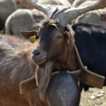 Protecting the Rural Heritage of France