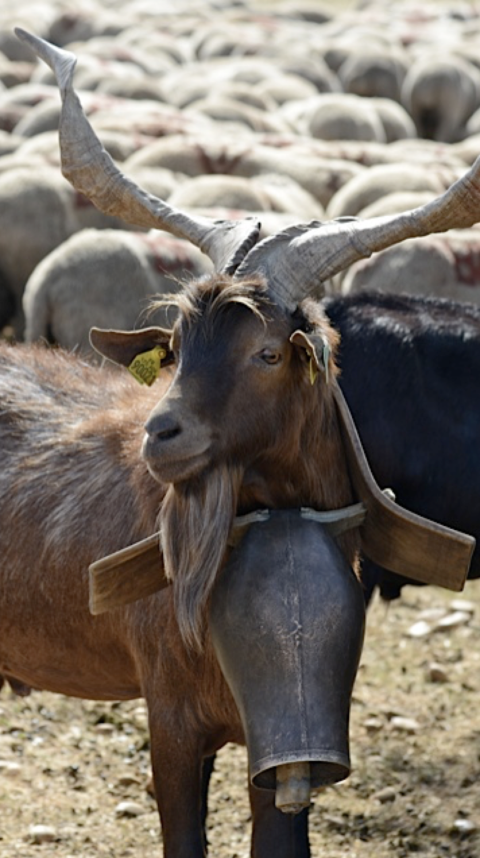 Goat with big bell, showing the importance of rural heritage in the French countryside and the new sensory heritage law. (Image © Meredith Mullins.)