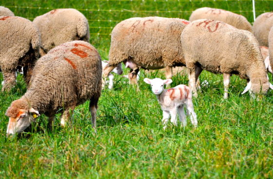 Lamb and sheep in the French countryside showing the importance of rural heritage and the new sensory heritage law. (Image © Sheron Long.)
