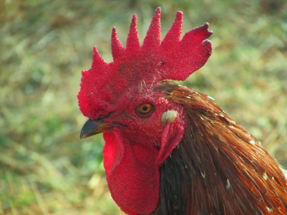 Cockerel rooster in the French countryside, showing the importance of rural heritage in France and the new sensory heritage law. (Image © PxHere.)