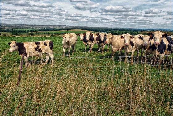 Cows in a field in the French countryside showing the importance of rural heritage in France and the new sensory heritage law. (Image © PxHere.)