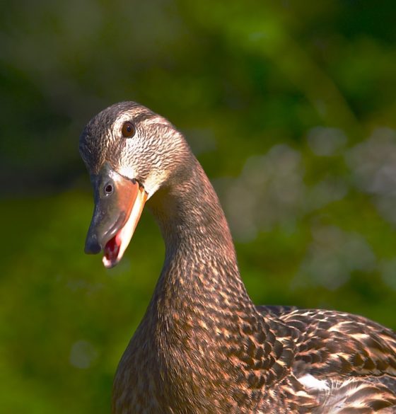 A duck thinking in the French countryside, showing the importance of rural heritage and the new sensory heritage law in France. (Image © VancouverLami/Pixabay.)