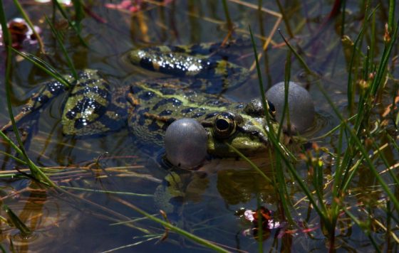 A frog in a pond in the French countryside showing the importance of rural heritage in France and the new sensory heritage law. (Image © PxHere.)