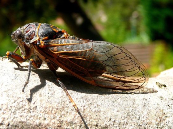 Cicada in the French countryside showing the importance of rural heritage and the new sensory heritage law in France. (Image © PxHere.)