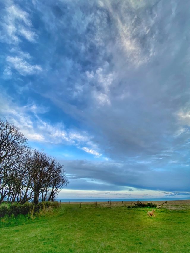 Ireland’s blue sky and green meadow in March evoke memories celebrated with cultural authenticity on St Patrick’s Day in Ireland. (Image © Joyce McGreevy)