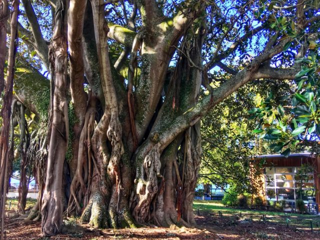An old tree on New Zealand’s North Island revives travel memories and evokes the patience needed during the epic wait for the resumption of normal life. (Image © Joyce McGreevy)