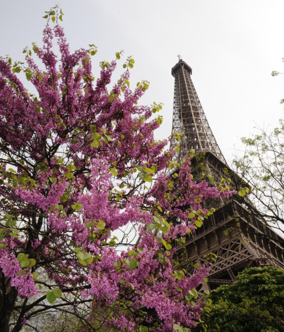 Eiffel Tower in Paris, France, with cherry blossoms, a twin town with Rome and one of many sister cities around the world. (Image © Meredith Mullins.)