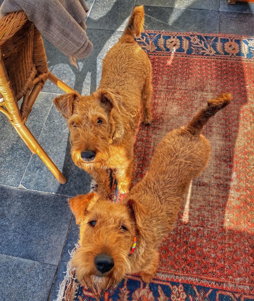 Two Irish terriers in Ballyshane, County Cork, Ireland help a writer stay grounded during a time of self-isolation, just as virtual visits help friends and family stay connected across the miles despite social distancing. (Image © by Joyce McGreevy)
