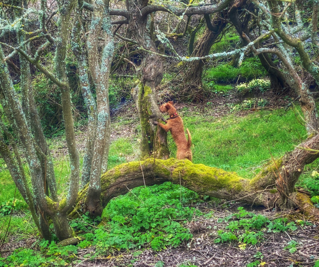 Walks with an Irish terrier in the woods and the company of virtual visitors from across the miles help a traveler self-isolating in Ireland stay connected during a time of necessary social distancing. (Image © by Joyce McGreevy)