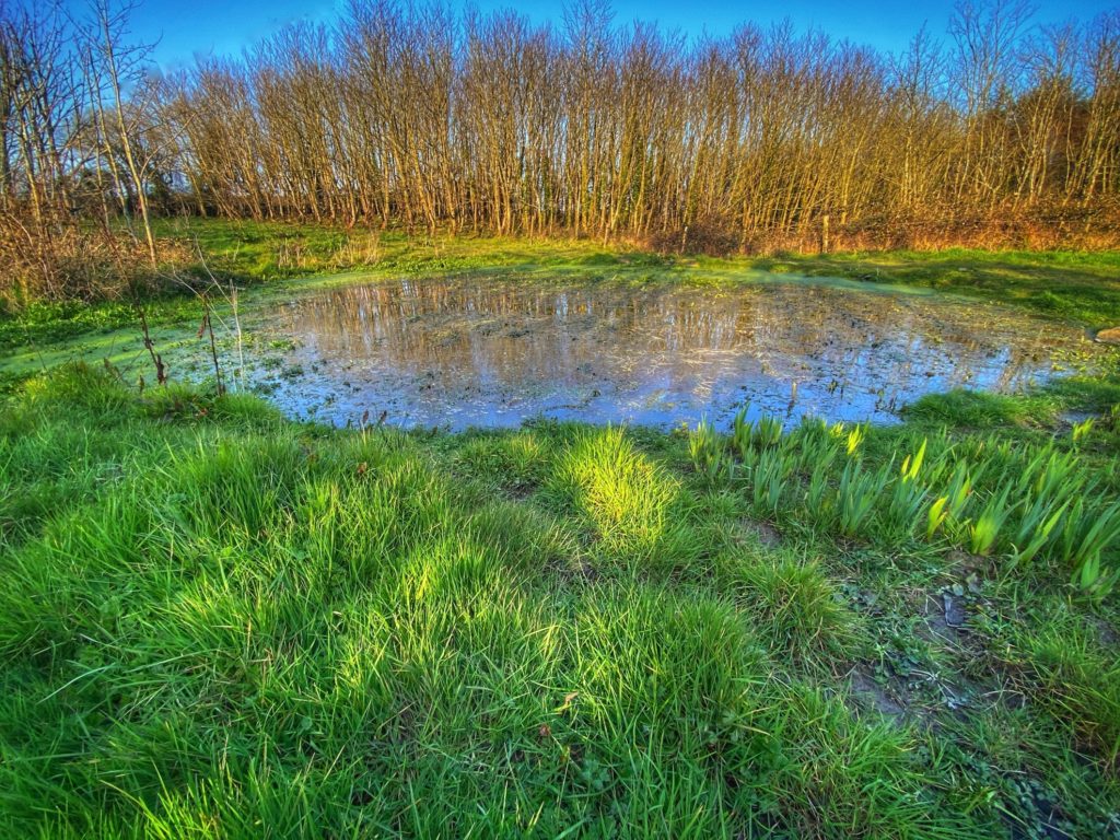 A pond in Ballyshane, County Cork, Ireland is accessible to all virtual travelers as technology helps people stay connected across the miles during a time of necessary social distancing and self-isolation. (Image © by Joyce McGreevy)