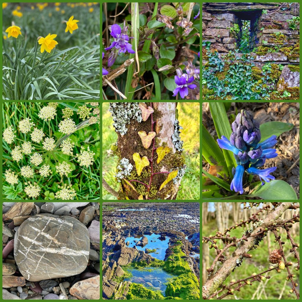 Nature’s varied flora help people self-isolating in Ireland stay grounded, and offer virtual travelers a way to stay connected across the miles, during a time of worldwide social distancing. (Image © by Joyce McGreevy)