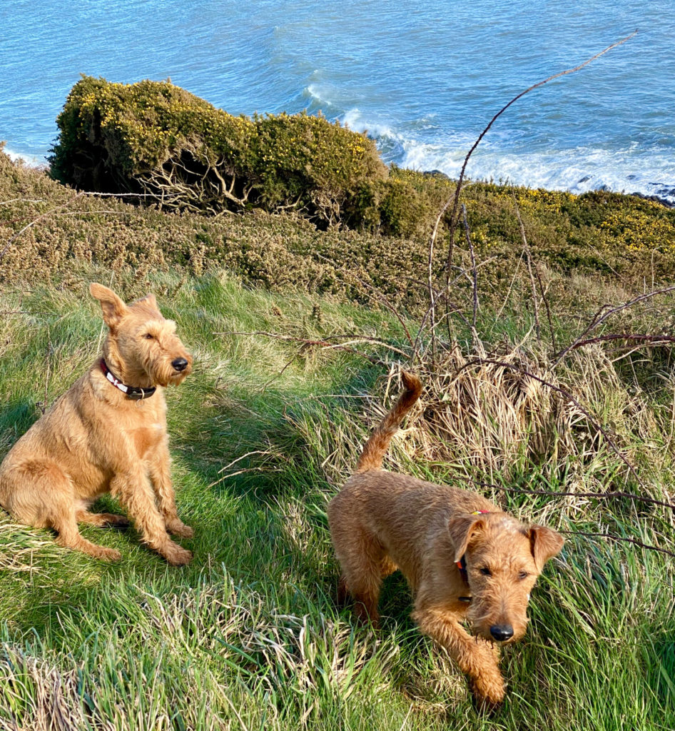 Two Irish terriers by the sea and virtual visitors from across the miles help a writer in Ireland stay connected during a time of necessary social distancing and self-isolation. (Image © by Joyce McGreevy)