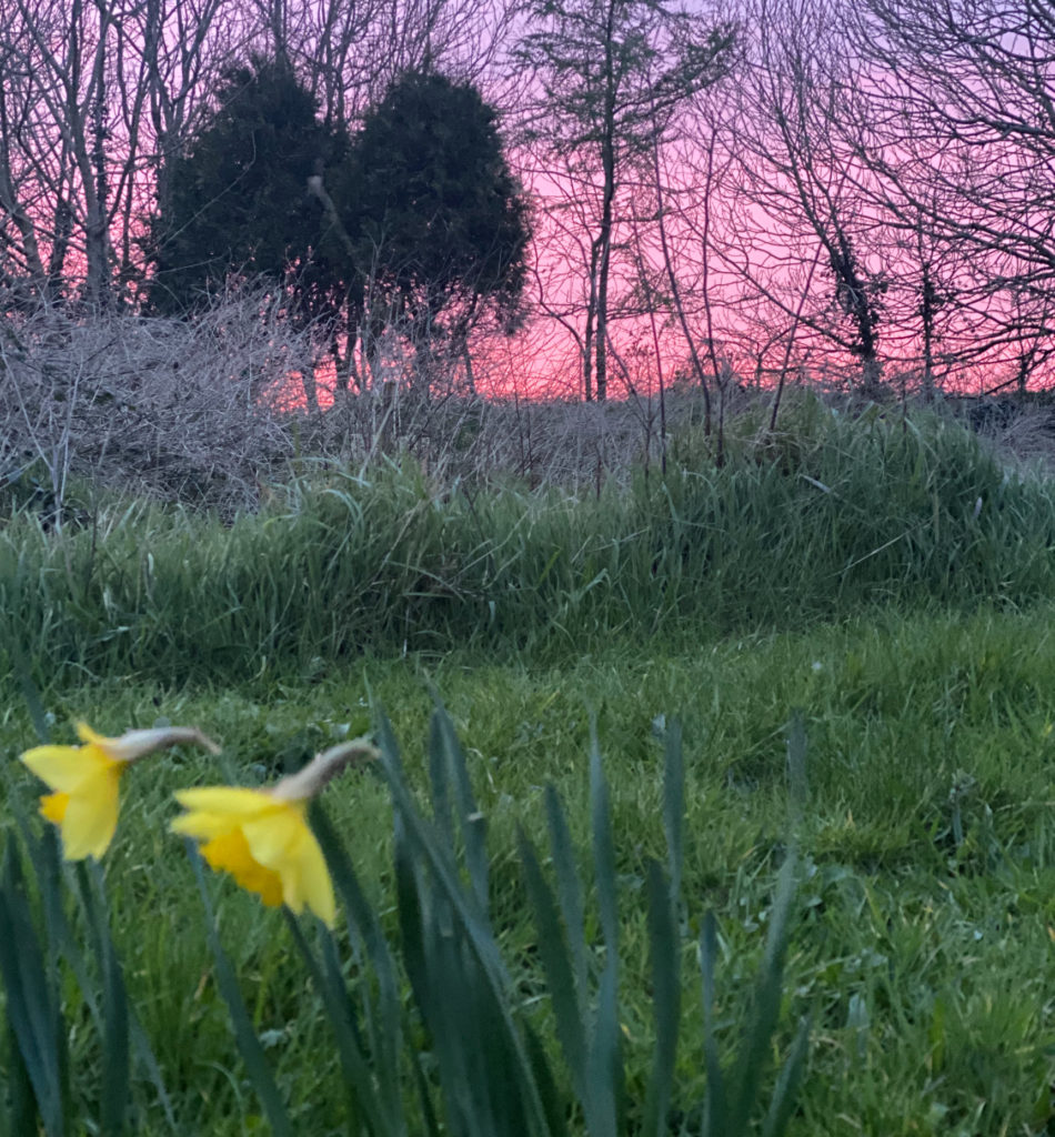 Daffodils at sunset in Ballyshane, County Cork, Ireland, suggest how images shared online are helping virtual visitors stay connected across the miles through virtual travel despite worldwide self-isolation and social distancing. (Image © by Joyce McGreevy)