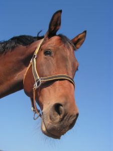 Horse head, showing a sister city bonding and the importance of cultural encounters with sister cities around the world. (Image © Maky Orel/Pixabay.)