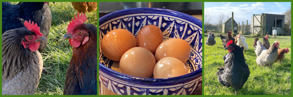 Chickens to be fed, fresh eggs to wash, and sharing one’s daily routine with virtual visitors from across the miles helps a traveler self-isolating in Ireland stay grounded during a time of worldwide social distancing. (Image © by Joyce McGreevy).