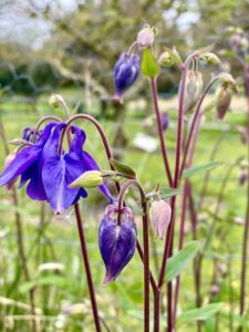 Flowers in a field remind the author that, across cultures, appreciating nature’s beauty is a helpful tool for staying calm during a crisis. (Image © Joyce McGreevy)