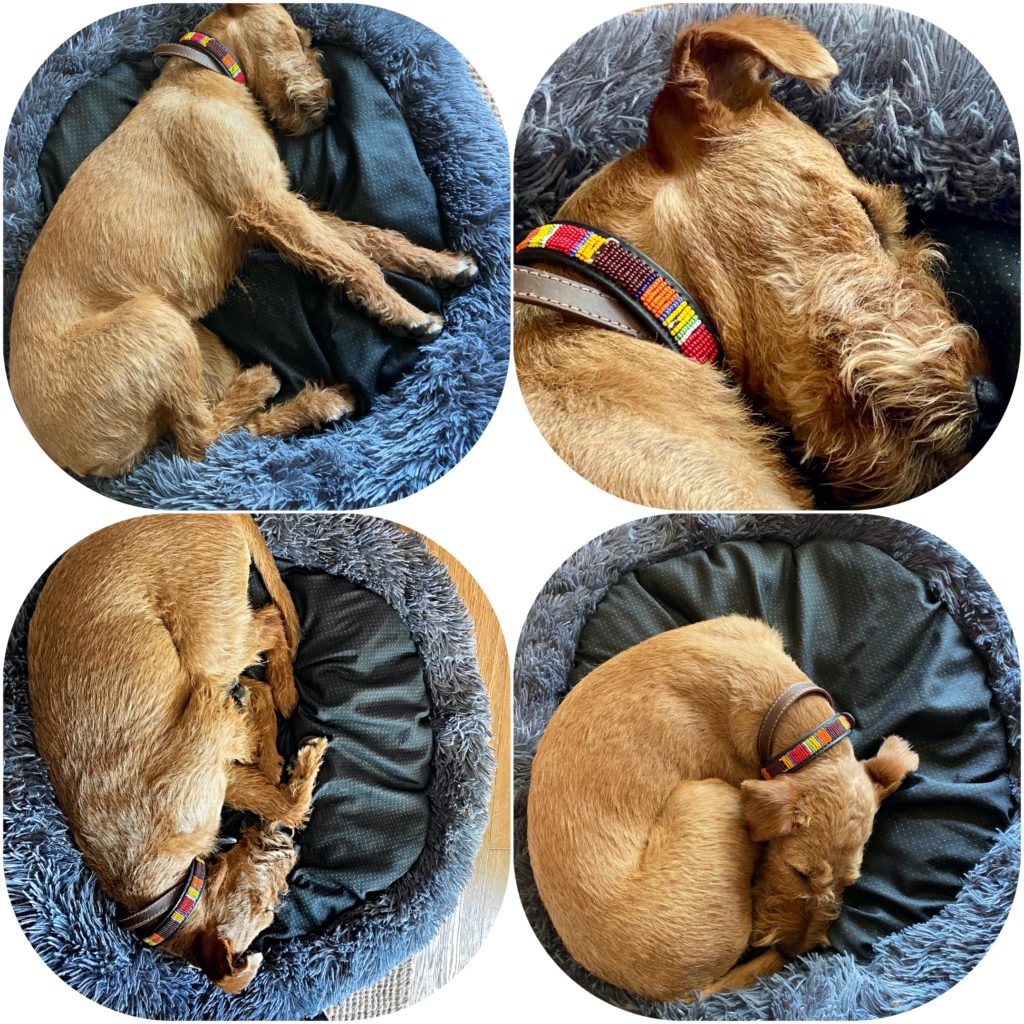 A collage of a dog sleeping reminds the author that rest is a cross-cultural tool for staying calm during a crisis. (Image © Joyce McGreevy)