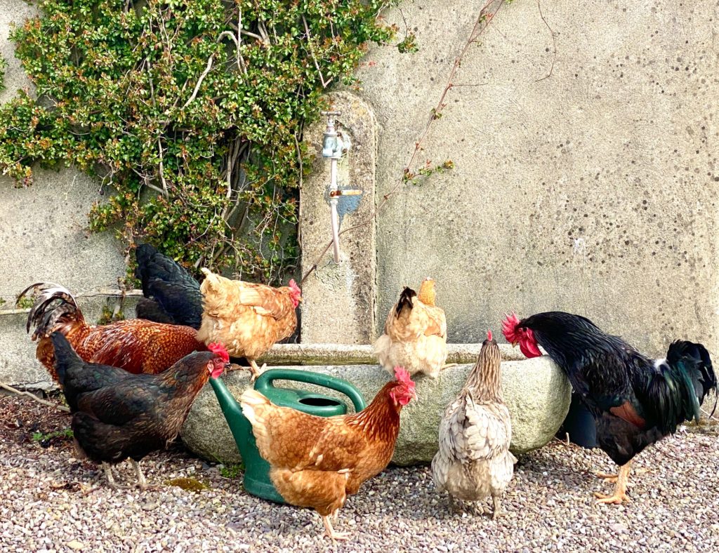 Irish chickens drinking water from a trough remind the author that, across all cultures, staying hydrated is helpful tool for staying calm during a crisis. (Image © Joyce McGreevy)